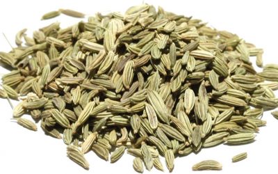 Édeskömény (Fennel)
