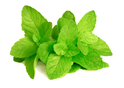 Menta